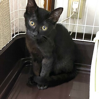 大人しく健気な　ソープちゃん