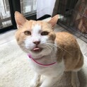 甘えん坊な男の子　FIVキャリア