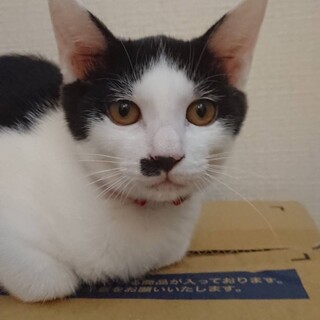 【子猫】①性格はなまる‼️レオ君