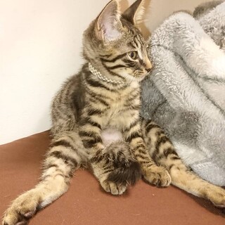 【子猫】②やんちゃで活発‼️メルト君
