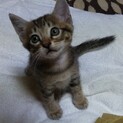 可愛いキジトラの仔ネコちゃん