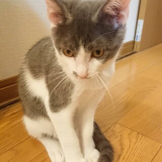 ⑤ものおじしない‼️綺麗なグレー白のライフ君