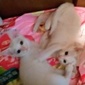 保護猫の子供