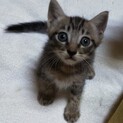 可愛いキジトラの仔ネコちゃん