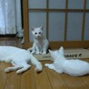 シロ黒