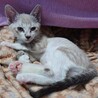 ごんしろこう