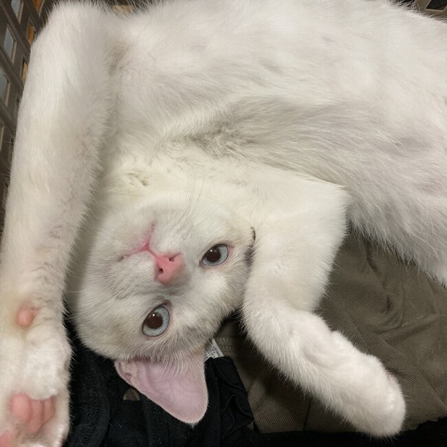 ごんしろこうのカバー写真