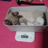 ルナちゃん　着々と増量中ww