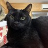 美しさ太鼓判　黒猫の葉月( はづき)
