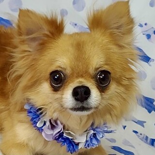 しろいし）まだまだ猫かぶり中❤