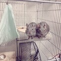 2歳3ヶ月のデグーマウス(2匹の兄弟)