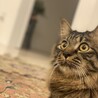 ジュンコりん
