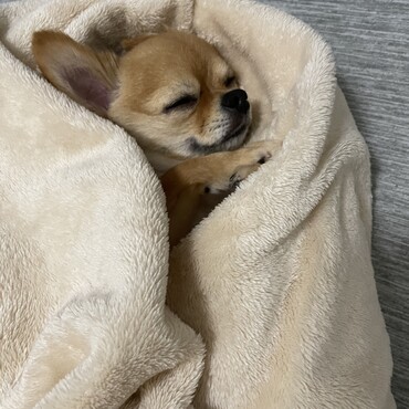 ふわさらな生地の毛布が好きなフォクシー。