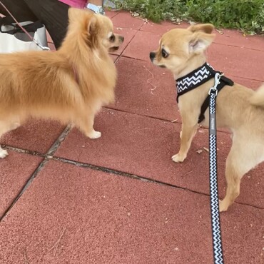 お散歩でできたお友達のスズちゃん。会えばいつも合流して一緒に歩いてる