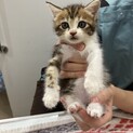 子猫里親募集（交渉中により募集停止）