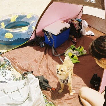フォクシー泳いだ後はテントがお気に入り⛺️テントの中は風が入って涼しいから快適なのかも