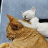 8/29肉球譲渡会参加☆超甘えん坊美猫シオンちゃん サムネイル3