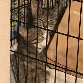 兄弟子猫の里親募集です