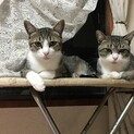 ⭐︎(恐らく)兄弟猫⭐︎