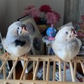 錦華鳥　ヒナ　ペア