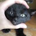 可愛い黒猫ちゃん、再募集です！