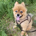 里親決定☆静かでお利口で優しい＊グー♂☆
