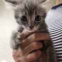 譲渡は準備万端ナウシカのテト似のアメショー風子猫