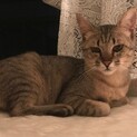 優しく温厚なキジ猫(メス)