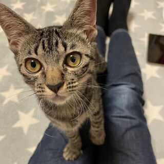 【お見合い歓迎】目が魅力的なシオンちゃん