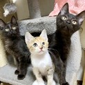 長毛＆短毛！黒猫姉妹