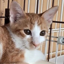 でら！ねこ！譲渡会！