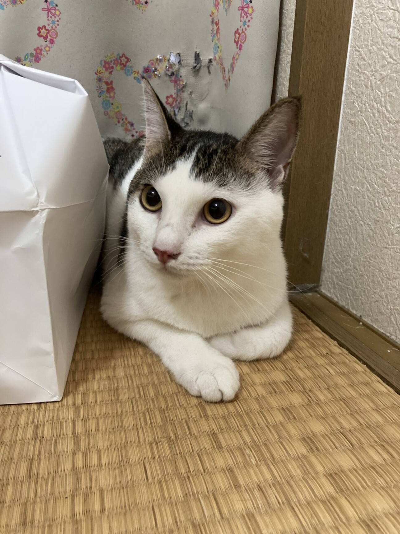 甘えん坊のオス猫10ヶ月」愛知県 - 猫の里親募集(378558) :: ペット 