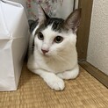甘えん坊のオス猫10ヶ月です。去勢済み