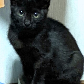 黒猫の女の子(２ヶ月)医療補助します！！