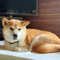 物静か　モモちゃん