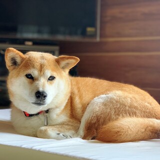 物静か　モモちゃん