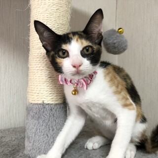 仲良し4きょうだいマイペース三毛女子『みいちゃん』