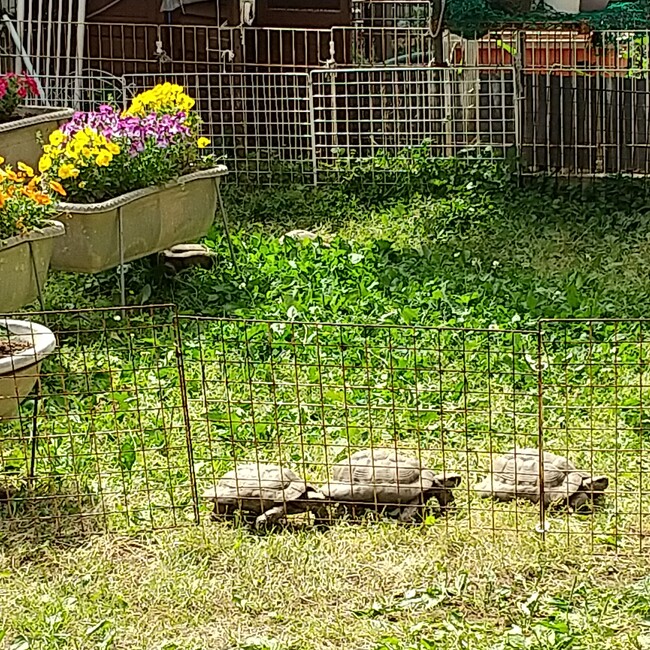 ギリシャリクガメ本舗のカバー写真