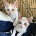 人懐っこい猫ちゃんです
