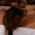 かわいい顔のメスです