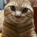 多頭現場の茶とらマイケルくん