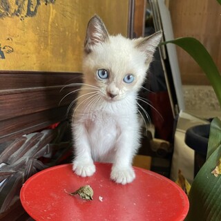 終生飼える方求む