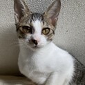 子猫の里親募集　生後約4〜5ヶ月の美人さんです！