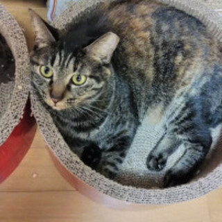 唯一無二のサビ、キジトラじゃにゃいにゃ