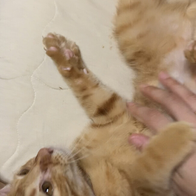 るふちゃんのカバー写真