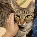 壁のなかで子どもを守っていた若い母猫くう
