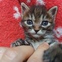 壁の中で守られていたてんちゃん