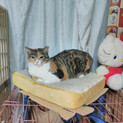 ツンデレ子。唯一無二の正統派三毛猫にゃ。