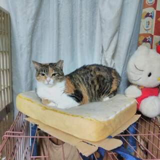 ツンデレ子。唯一無二の正統派三毛猫にゃ。