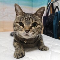 ひな